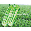Hybrid high yield celery seeds for growing-Siatta
